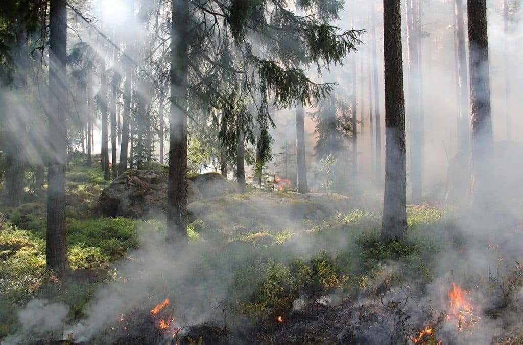 Tusentals evakuerade efter bränder i Frankrike – skogsbrand härjar