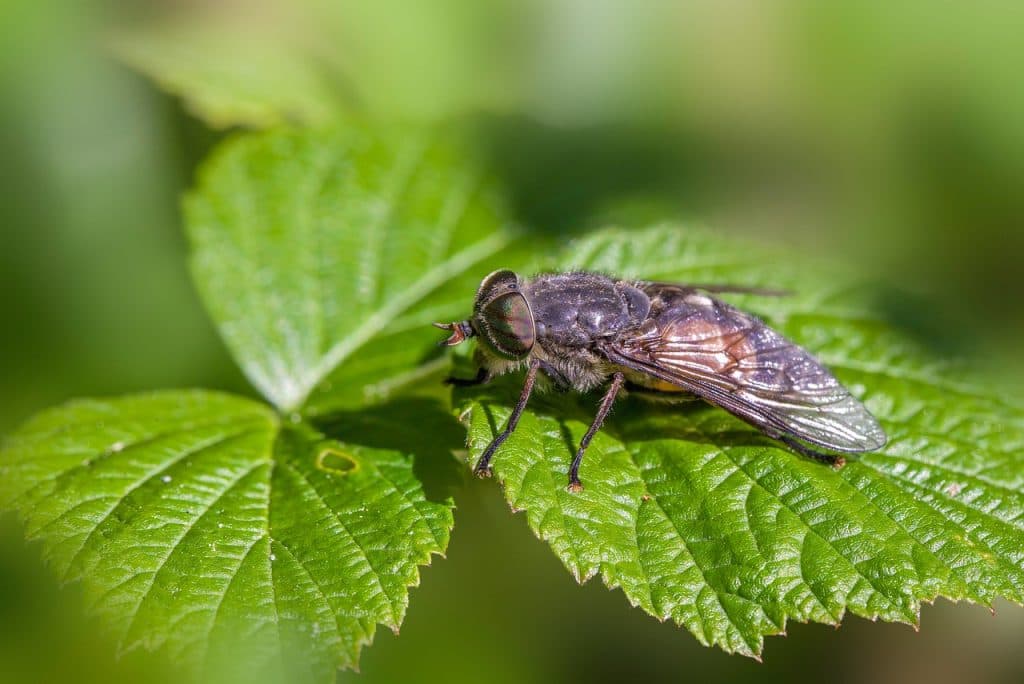 Bromsbett kan leda till borrelia – vad du behöver veta