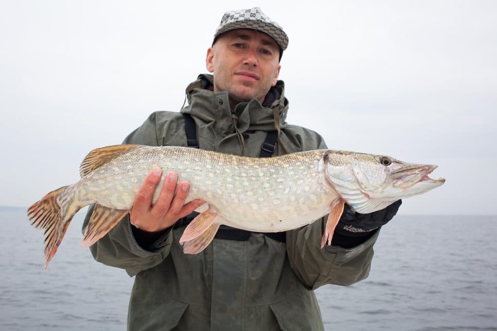 Morgan Bohman jagar 50 000 gäddor – en unik fiskeresa