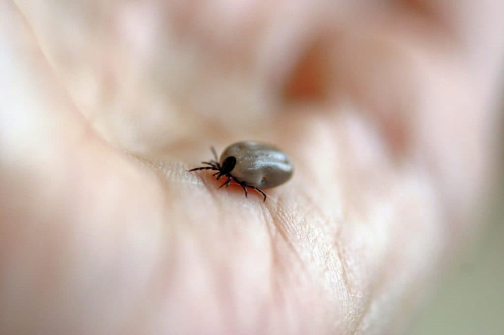 Fästingar sprider sjukdomar – ökning av TBE och borrelia